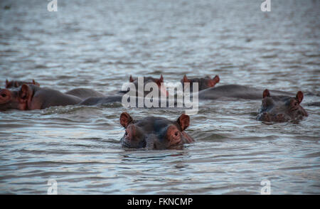 Herd of Hippopotamus (Hippopotamus amphibius) in Lake Naivasha, Great Rift Valley, Kenya, East Africa Stock Photo