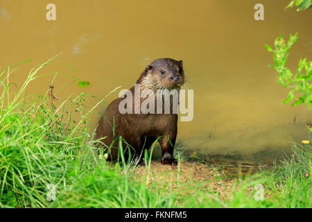 European otter, Surrey, England, Europe / (Lutra lutra) Stock Photo