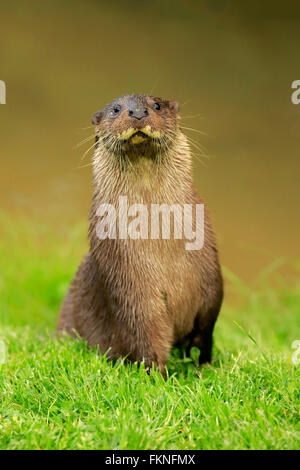 European otter, Surrey, England, Europe / (Lutra lutra) Stock Photo