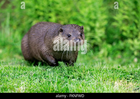 European otter, Surrey, England, Europe / (Lutra lutra) Stock Photo