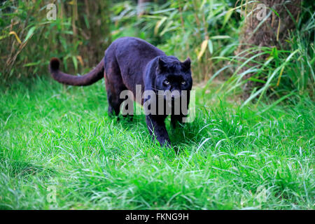 Leopard, black panther, Africa / (Panthera pardus) Stock Photo