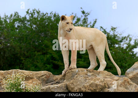 Lion, White Form, lioness, Africa / (Panthera leo)