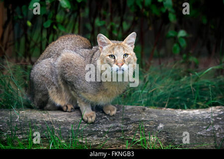 Jungle Cat, Swamp Cat, Asia / (Felis chaus) Stock Photo