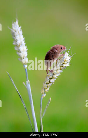 Harvest mouse, on wheat ear, Surrey, England, Europe / (Micromys minutus) Stock Photo