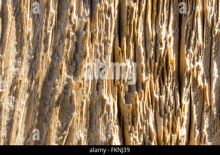 Macro close up of aged wooded plank showing coarse grain. Stock Photo