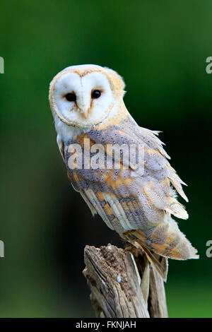 Barn Owl, Eifel, Germany, Europe / (Tyto alba) Stock Photo