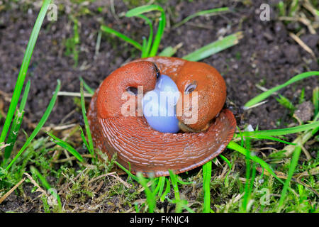 Spanish Slug, couple mating, Germany, Europe / (Arion vulgaris) Stock Photo