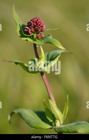 Red valerian (Centranthus ruber). Buds on flower spike of plant in the family Caprifoliaceae, about to come into flower Stock Photo