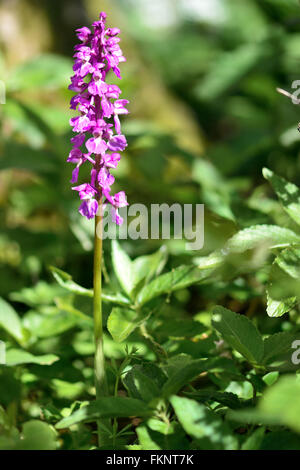 Early purple orchid (Orchis mascula). An orchid in flower in a British woodland, with dappled sunlight Stock Photo