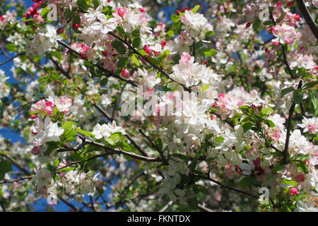 Crab Apple Blossoms Stock Photo