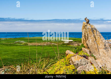 A California ground squirrel (Otospermophilus beecheyi) is watching the great Ocean on a small rock near a golf corse at 17 Mile Stock Photo