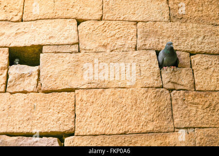 The Bird in the wall in Jaisalmer Fort, India. Stock Photo