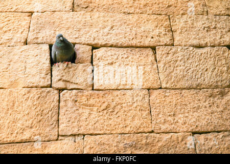 Classic wall and the bird in Fort of Jaisalmer, India. Stock Photo