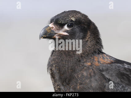 Portrait  of a Striated Caracara (Phalcoboenus albogularis). These scavengers are, known locally as Johnny Rooks. Carcass Island Stock Photo