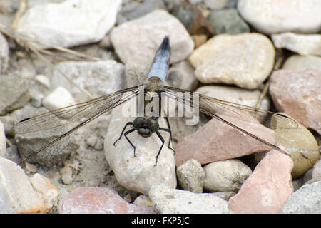 Blue dragonfly (Libellula  depressa) on the rocks Stock Photo