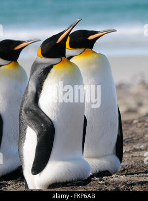 King penguins (Aptenodytes patagonicus). One has its brood pouch extended to protect a chick. Saunders Island, Falkland Islands Stock Photo