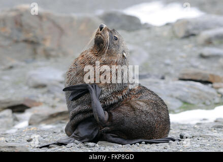 A male  Antarctic fur seal (Arctocephalus gazella) scratches his chest with his back flipper. Shingle Cove, Coronation Island, Stock Photo