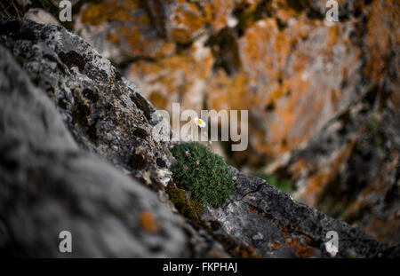 Lonely daisy Stock Photo