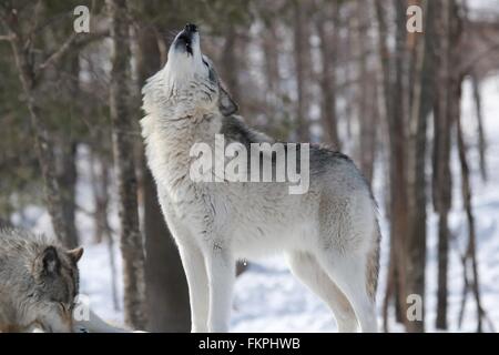 Howling Wolves Stock Photo