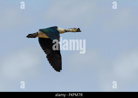 The knob-billed duck (Sarkidiornis melanotos), or comb duck flying Stock Photo