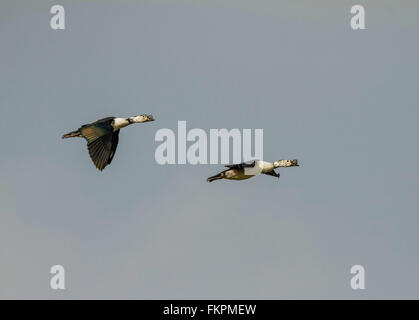 The knob-billed duck (Sarkidiornis melanotos), or comb duck, in flying Stock Photo