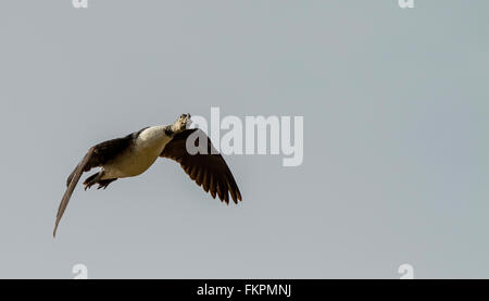 The knob-billed duck (Sarkidiornis melanotos), or comb duck, in flight Stock Photo