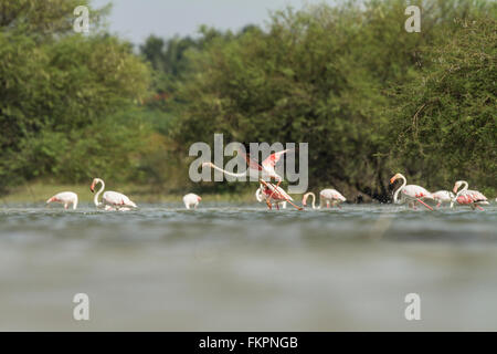 Greater Flamingo in Koonthankulam bird sanctuary Stock Photo