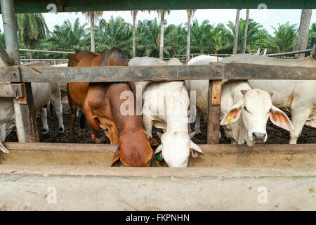Brahman bulls having a pallet inside the feedlot range. Stock Photo