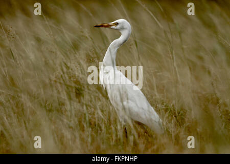 Great white heron in the grass field