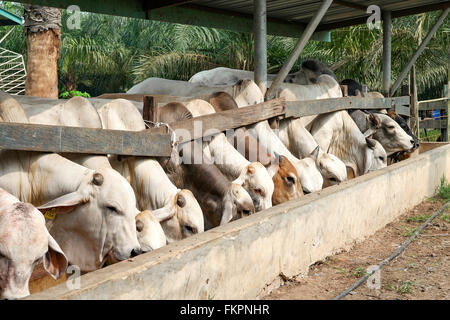 Brahman bulls having a pallet inside the feedlot range. Stock Photo