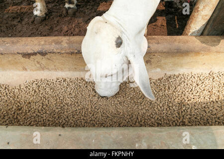 Brahman bull having a pallet inside the feedlot range. Stock Photo