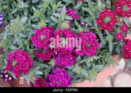 Verbena x hybrida 'Sandy Rose',  family Lamiaceae, cultivated perennial herb with narrow toothed leaves and pinkish red flowers Stock Photo
