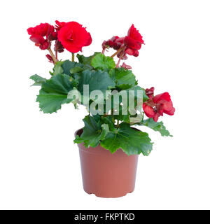 red begonia in  flower pot isolated on white background Stock Photo