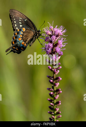 Spicebush swallowtail (Papilio troilus) on a Blazing Star (Liatris spicata) Stock Photo