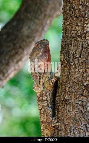 Frilled-neck Lizard (Chlamydosaurus kingii), Broome, Western Australia Stock Photo