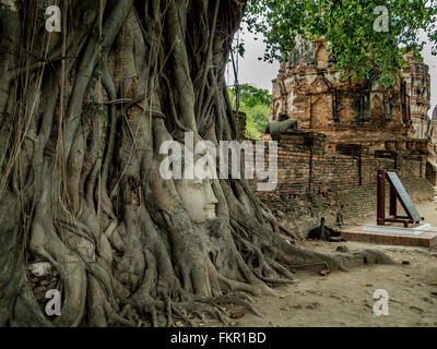 Buddha head in Banyan tree Wat Mahathat ayutthaya thailand Stock Photo