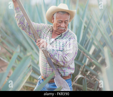 Older Hispanic farmer digging in field Stock Photo