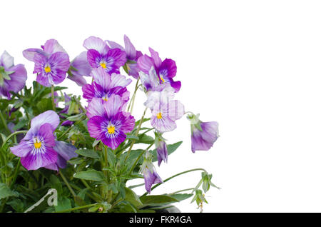 Viola cornuta flower isolated on white background Stock Photo