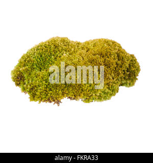 Green moss isolated on white background Stock Photo