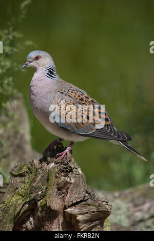 European Turtle Dove (Streptopelia turtur). Norfolk. UK. European Red List 2015. Vulnerable. Stock Photo