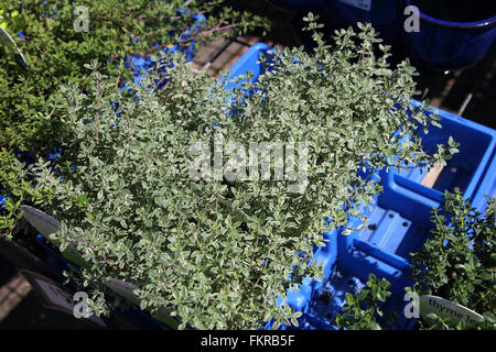 Thymus X citriodorus ‘Aureus’  or known as Thyme lemon variegated Stock Photo