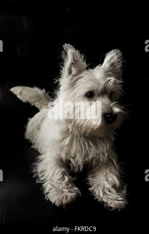 Five Month Old West Highland White Terrier Pup Stock Photo