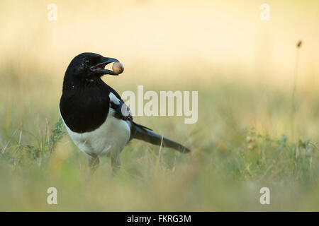 Eurasian Magpie / Elster ( Pica pica ), young bird, holds an acorn in its beak to hide it for winter food stock, watching around Stock Photo