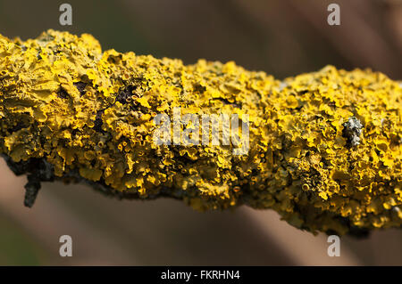 Yellow lichen on a branch of a rotten tree Stock Photo