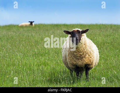 Suffolk black faced sheep striking image with simple foreground sheep on grass second sheep on horizon on thirds in distance room for copy or text. Stock Photo