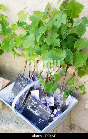 Grapevines for on sale sale near me