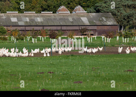 Laying, domestic Fowl. Outdoor barn operation. Free ranging outdoors, contained within an electrified netting fence. Stock Photo