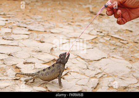 eating Namaqua chameleon, Chamaeleo namaquensis, Namibia Stock Photo