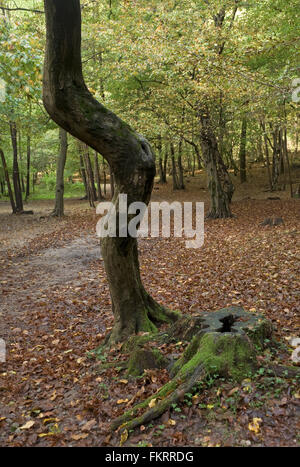 twisted trunk in a forest Stock Photo