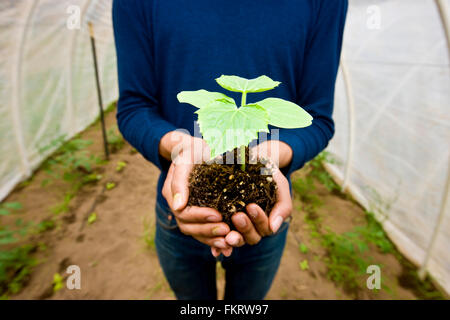 Japanese gardener holding potted plant in greenhouse Stock Photo